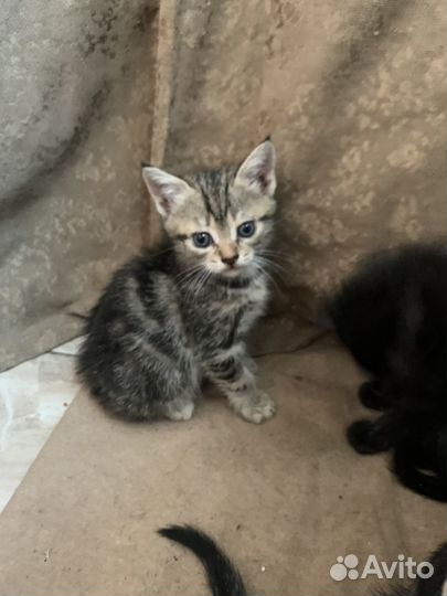 Вислоухая кошка