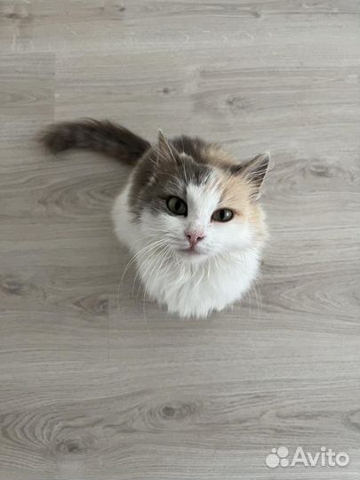 Кошечка в добрые руки