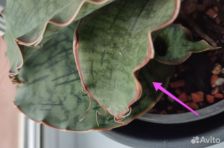 Сансевиерия Кирки Сильвер Блю, хавортии Лимифолия