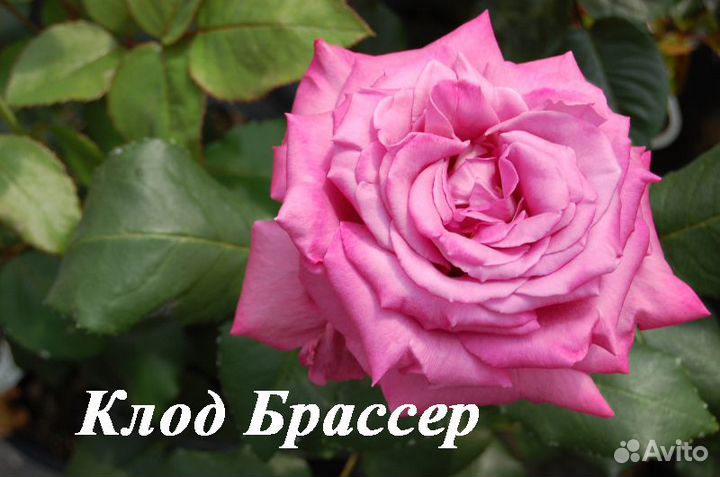 Саженцы чайно-гибридных роз