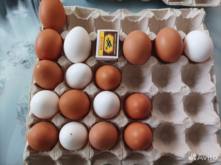 Домашние куриные яйца