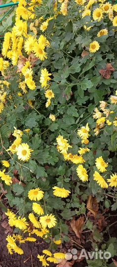 Хризантема