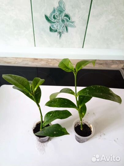 Укоренëнные хойи(Обновлено)