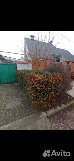 Пираканта красная