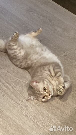 Британская