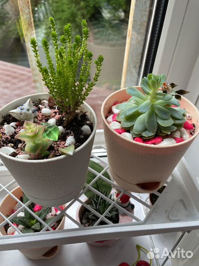 Суккуленты