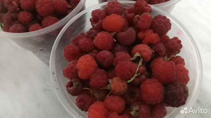 Малина лесная