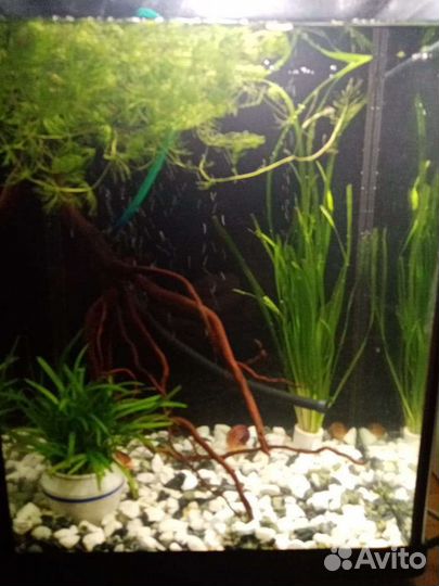 Аквариум на 20 литров