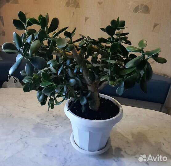 Крассула толстянка