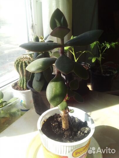 Толстянка Денежное дерево