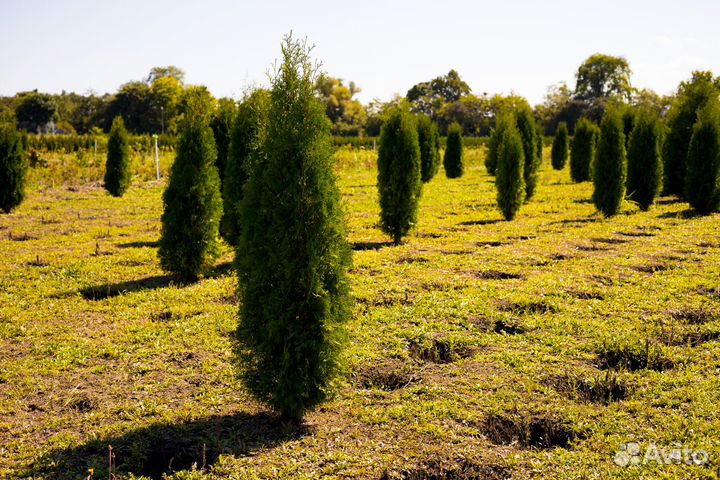 Туя Колумна от 1м до 2,2м в наличии