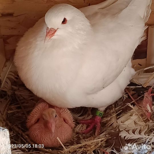 Мясная порода Голубь Кинг