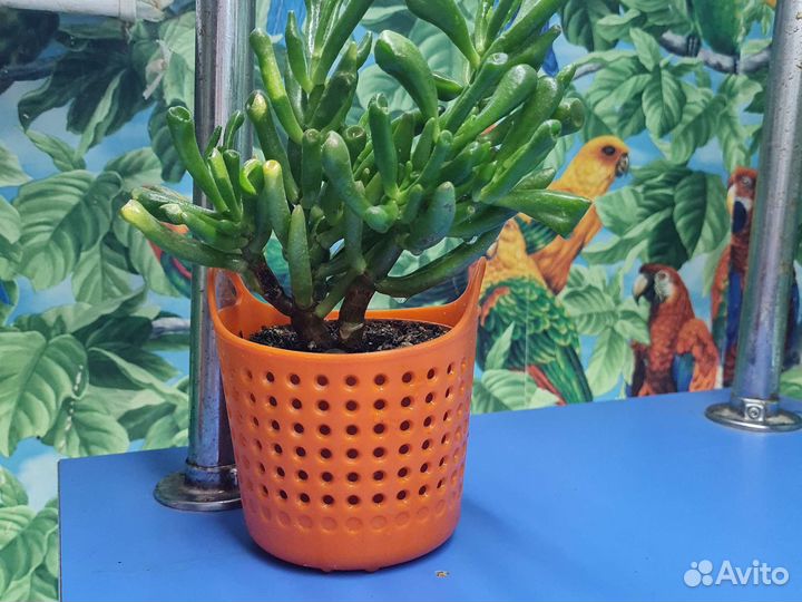 Крассула хоббит