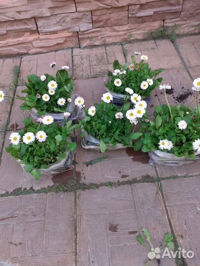 Маргаритки и виола