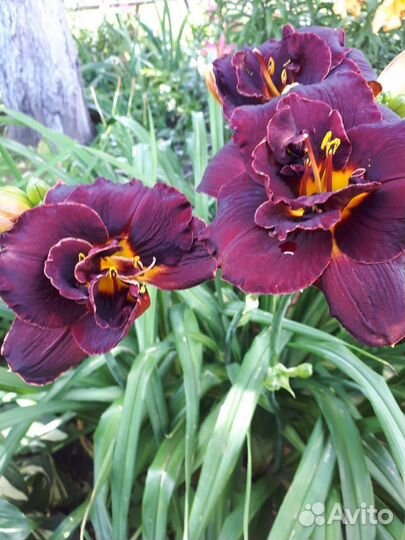 Многолетние цветы