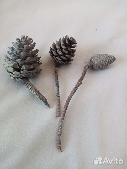 Шишки сосны для декора