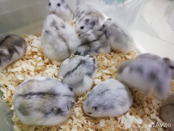 Джунгарский хомячок