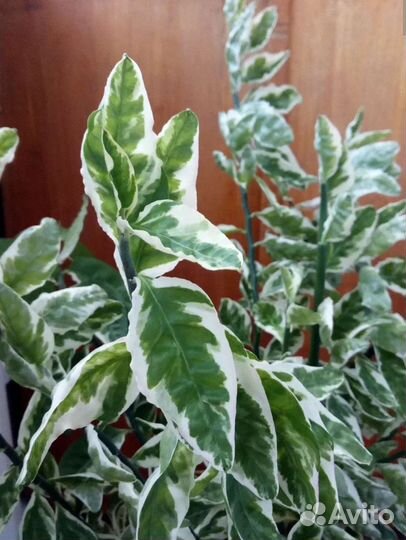 Педилантус