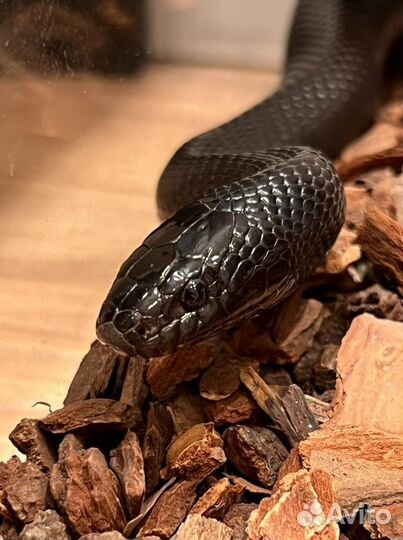 Королевская змея Нигрита в аренду