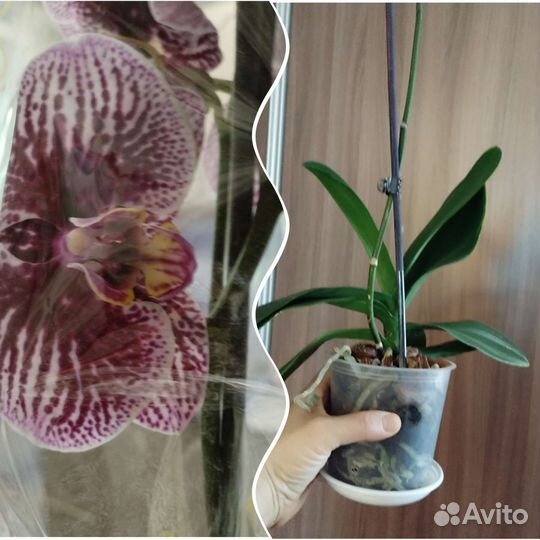 Орхидея фаленопсис