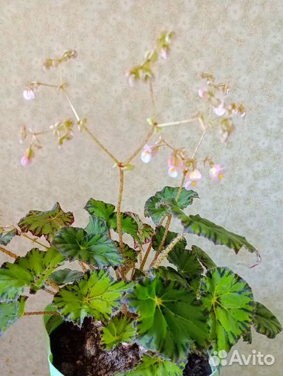 Бегония Бауэра (Тигровая)