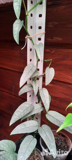 Комнатные растения эпипремнум