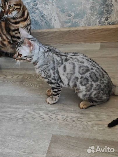 Бенгальские котята серебро из питомника