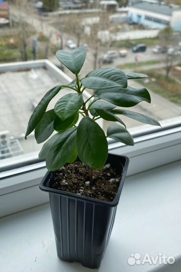 Фикус мокламе