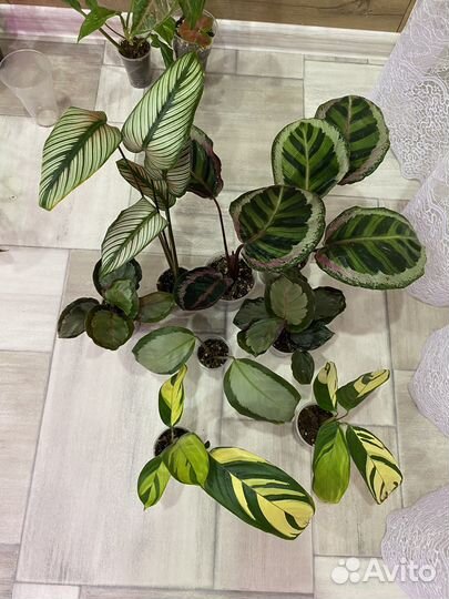 Маранта, Калатея Мисти, Маккоя,Анжела