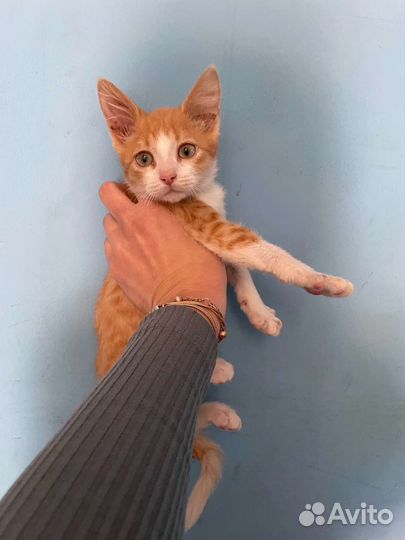 Рыжий котенок мальчик