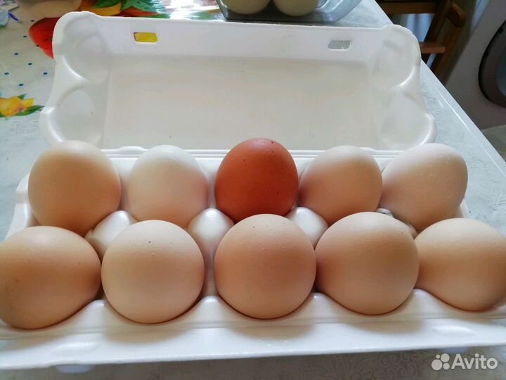 Домашние куриные яйца