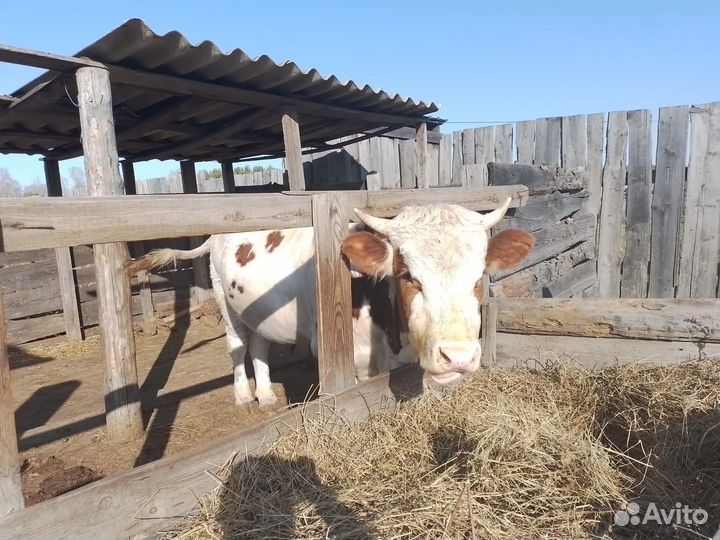 Бык на племя