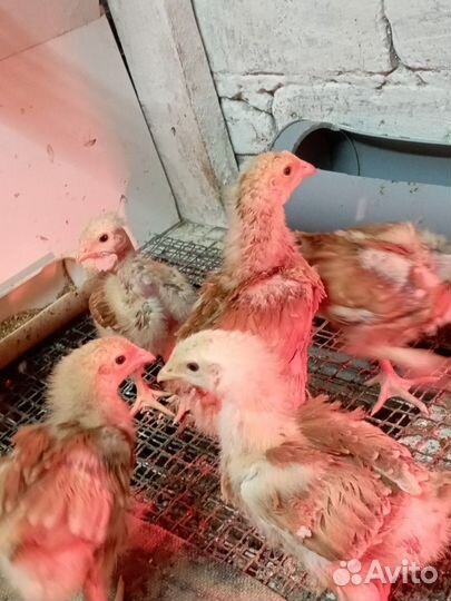 Петушки на откорм