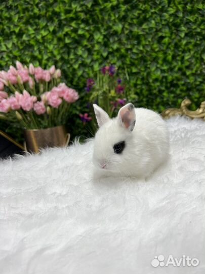 Кролики миниатюрные ручные