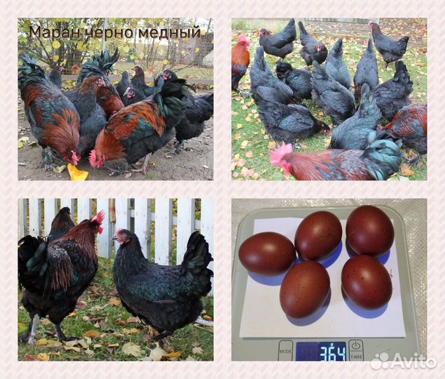 Инкубационное яйцо, цыплята, куры