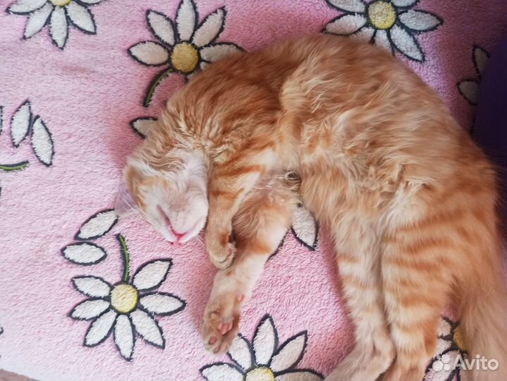 Рыжий котенок мальчик