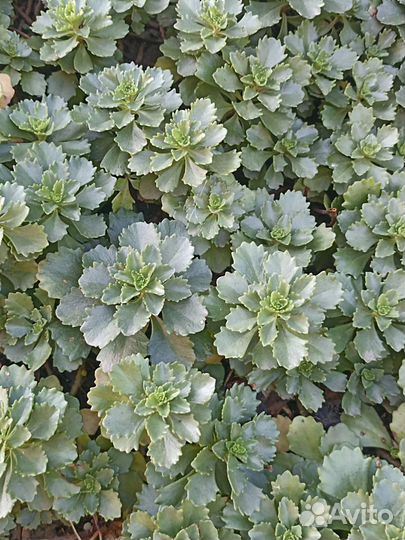 Многолетники