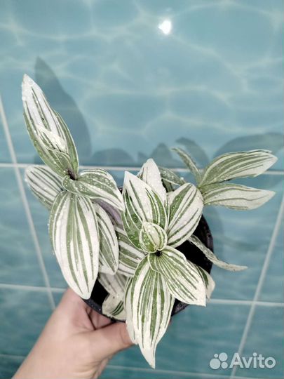 Традесканция Альбифлора