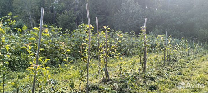 Саженцы груши