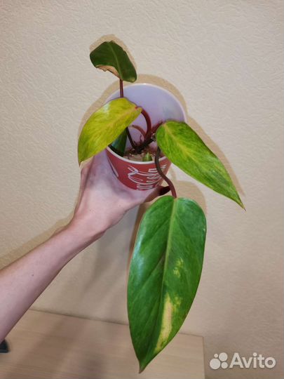 Филодендрон медуза