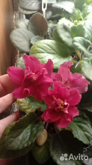 Детки сортовых фиалок