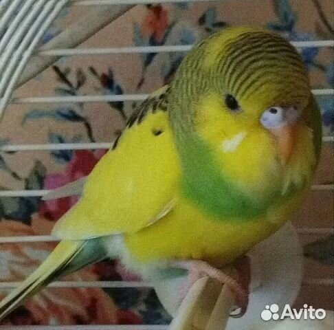 Птенчики волнистого попугайчика