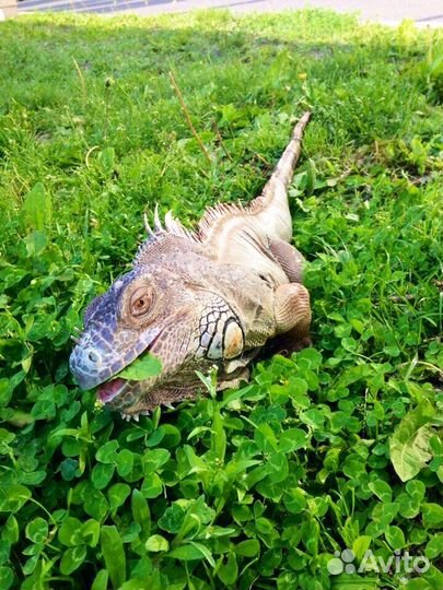 Ветеринарный врач