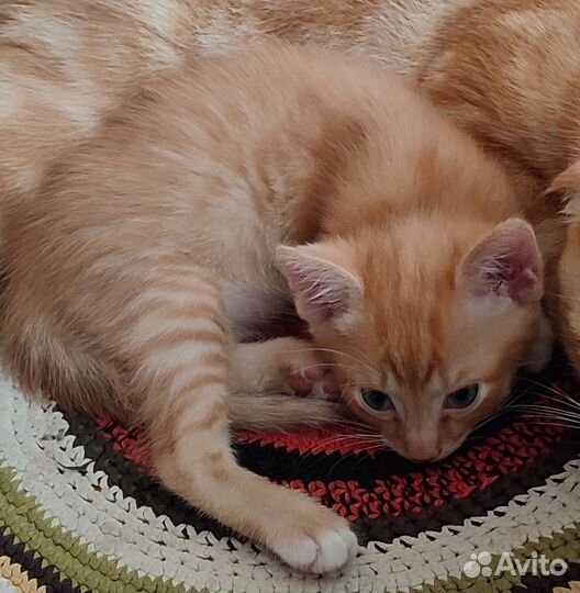 Кот мышелов