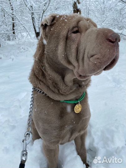 Адресник для собак