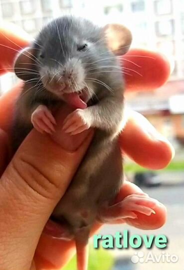 Крысята голубые дамбо мальчики