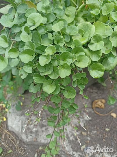 Дихондра, вербейник