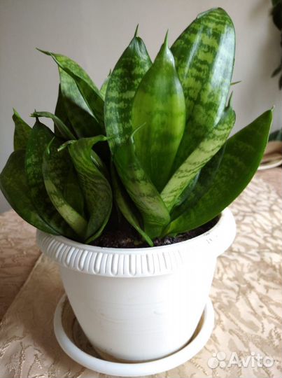 Сансевиерия - Щучий хвост- Тещин язык