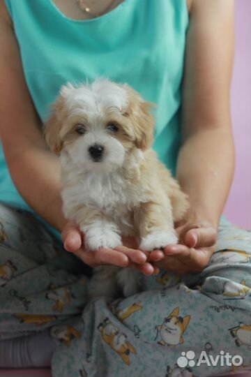 Мальтипу с документами девочка 2 мес