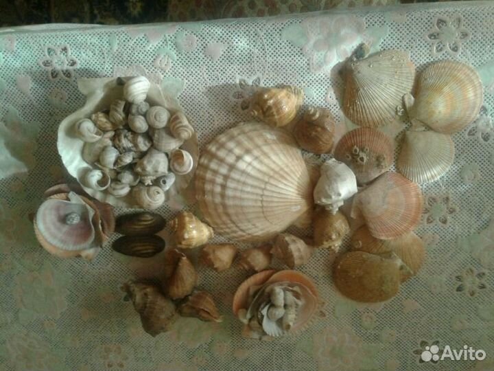 Ракушки из разных морей от 5 р